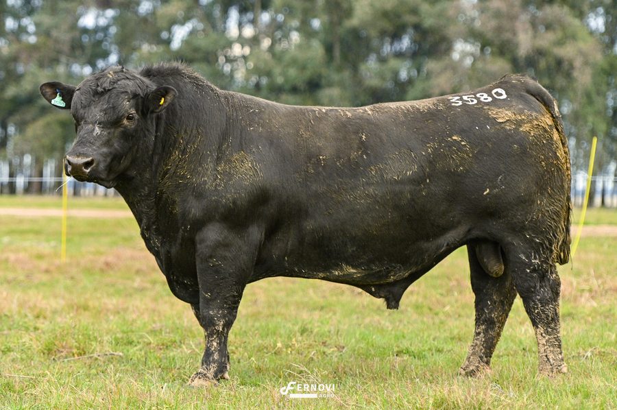 Touro tatuagem 3580 - Cabanha Santa Joana
