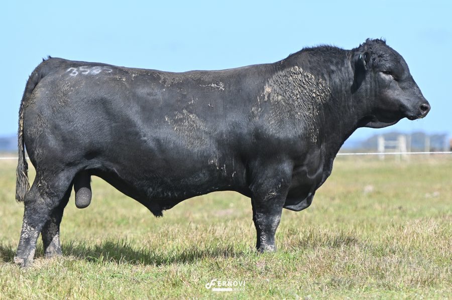 Touro tatuagem 3585 - Cabanha Santa Joana