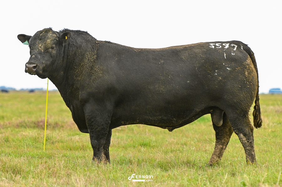 Touro tatuagem 3597 - Cabanha Santa Joana