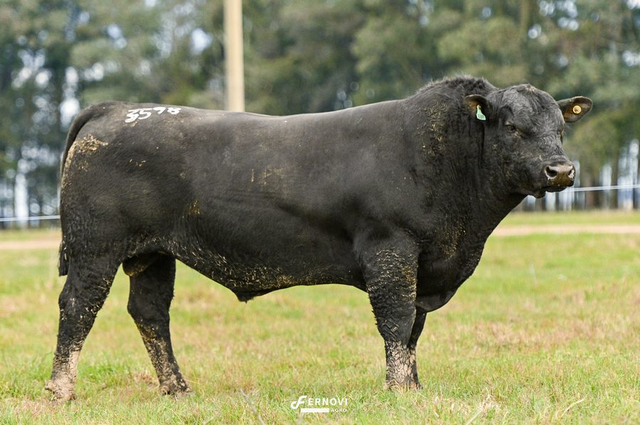 Touro tatuagem 3598 - Cabanha Santa Joana