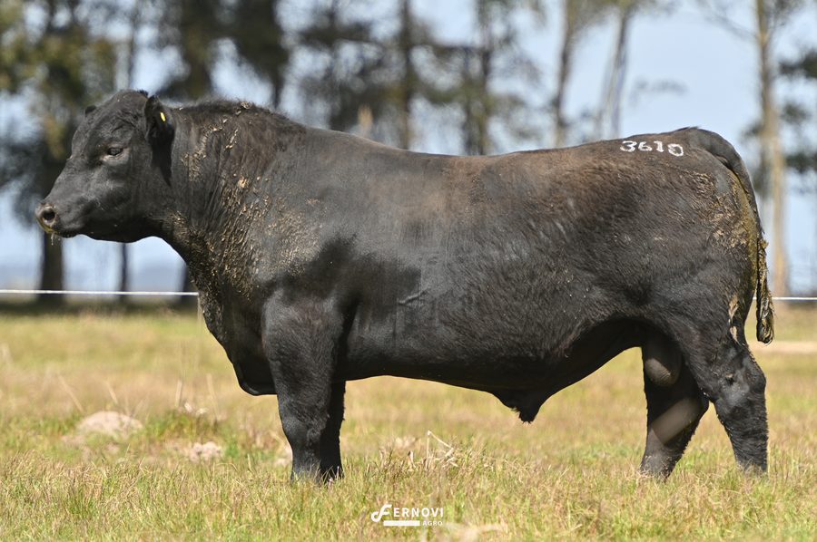 Touro tatuagem 3610 - Cabanha Santa Joana