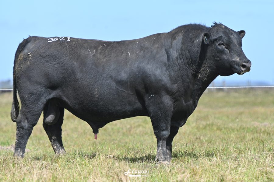 Touro tatuagem 3621 - Cabanha Santa Joana