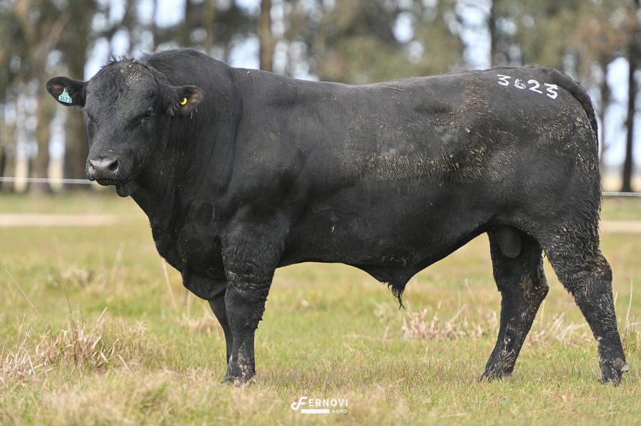 Touro tatuagem 3623 - Cabanha Santa Joana