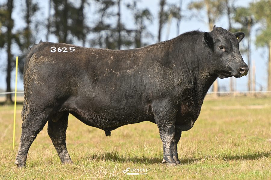 Touro tatuagem 3625 - Cabanha Santa Joana