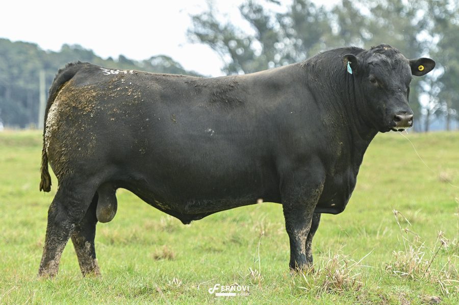 Touro tatuagem 3641 - Cabanha Santa Joana