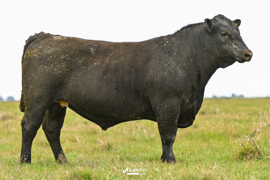 Touro tatuagem 3679 - Cabanha Santa Joana
