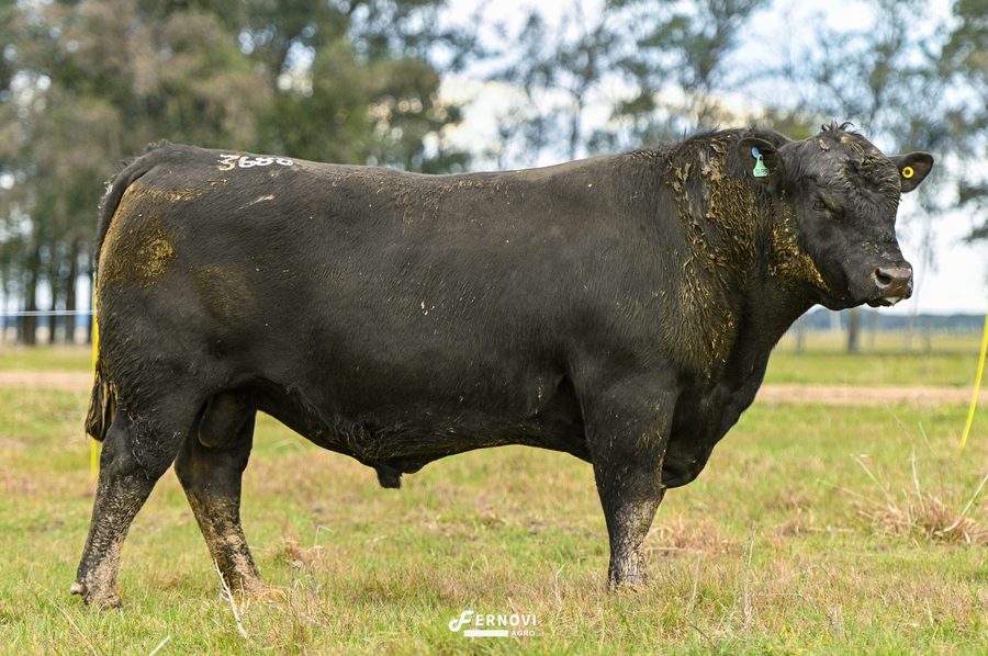 Touro tatuagem 3688 - Cabanha Santa Joana