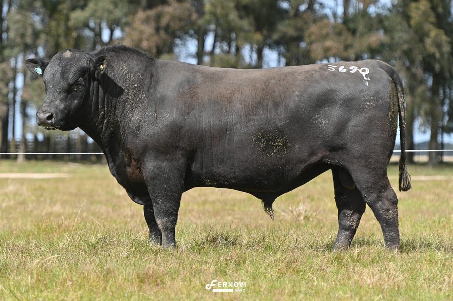 Touro tatuagem 3690 - Cabanha Santa Joana