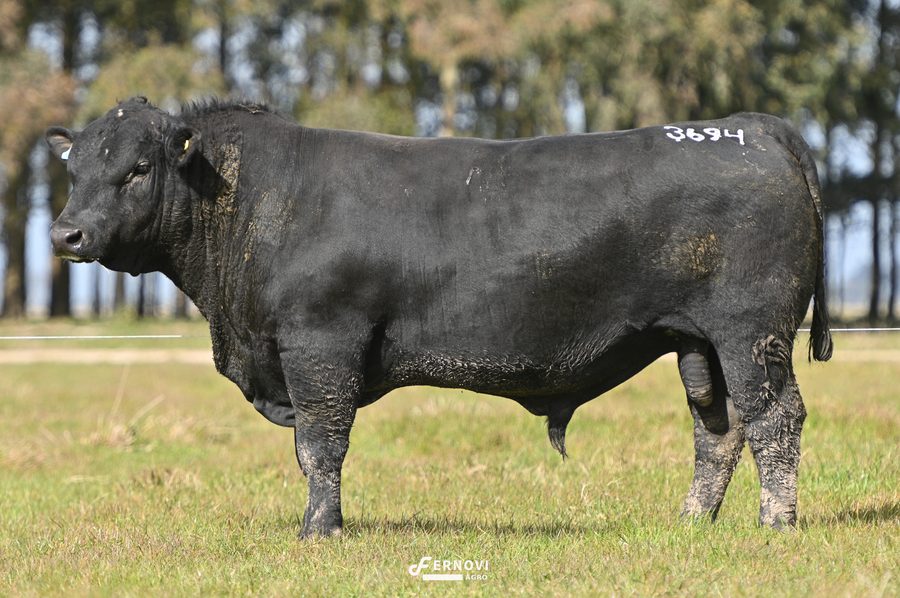 Touro tatuagem 3694 - Cabanha Santa Joana