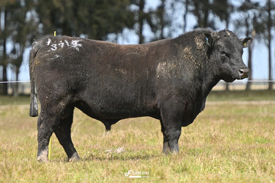 Touro tatuagem 3715 - Cabanha Santa Joana